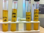 NBRC13948の培養状況～その２～