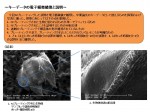 キーデータの電子顕微鏡像と説明