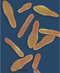 Clostridium sporogenes