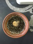 柴立 幸輝 2016-0911